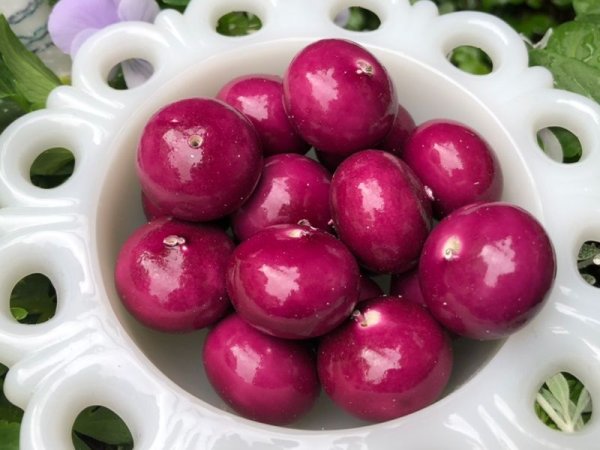 画像2: ドイツヴィンテージのコットンパール　【エッグプラント25ミリ扁平】2個　ペーパーマッシュ　　　　　 (2)